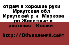 отдам в хорошие руки - Иркутская обл., Иркутский р-н, Маркова рп Животные и растения » Кошки   